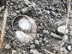Gastropoda