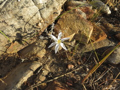 Gethyllis verticillata