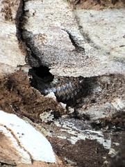 Arthropoda