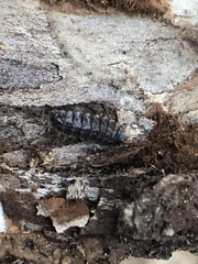 Arthropoda