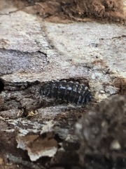 Arthropoda