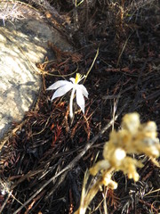 Gethyllis verticillata