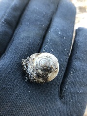 Gastropoda