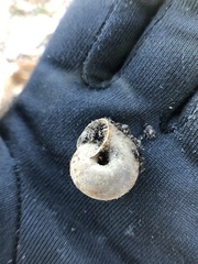 Gastropoda