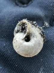 Gastropoda