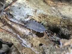 Porcellionides pruinosus