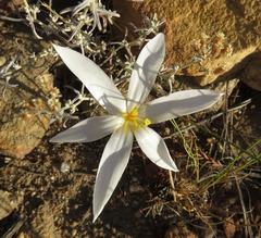 Gethyllis verticillata
