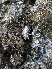Porcellionides pruinosus