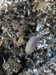 Porcellionides pruinosus