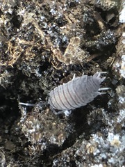 Porcellionides pruinosus