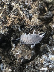 Porcellionides pruinosus