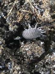 Porcellionides pruinosus