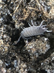Porcellionides pruinosus
