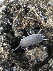 Porcellionides pruinosus