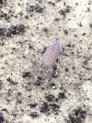 Porcellionides pruinosus