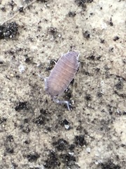 Porcellionides pruinosus