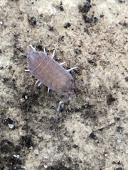 Porcellionides pruinosus