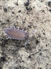 Porcellionides pruinosus