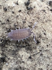 Porcellionides pruinosus