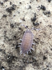 Porcellionides pruinosus