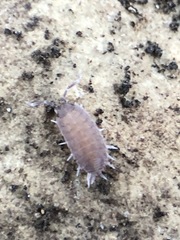 Porcellionides pruinosus