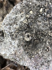 Stylommatophora