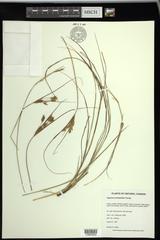 Cyperus schweinitzii