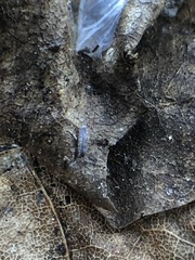 Collembola