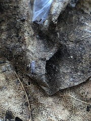 Collembola