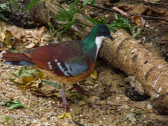 Mindanao Bleeding-Heart photo 4