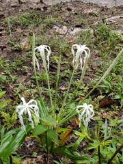 Hymenocallis tubiflora