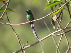 Aglaiocercus