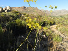 Lichtensteinia trifida