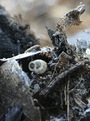 Gastropoda