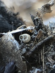 Gastropoda
