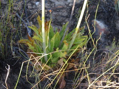 Lichtensteinia trifida