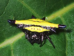 Gasteracantha sturi