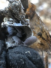 Porcellionides