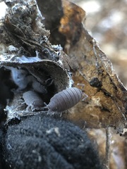 Porcellionides