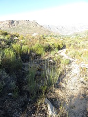 Lichtensteinia trifida