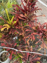 Codiaeum variegatum cavernicola