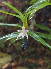 Dichaea venezuelensis