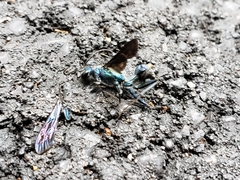 Chalybion zimmermanni