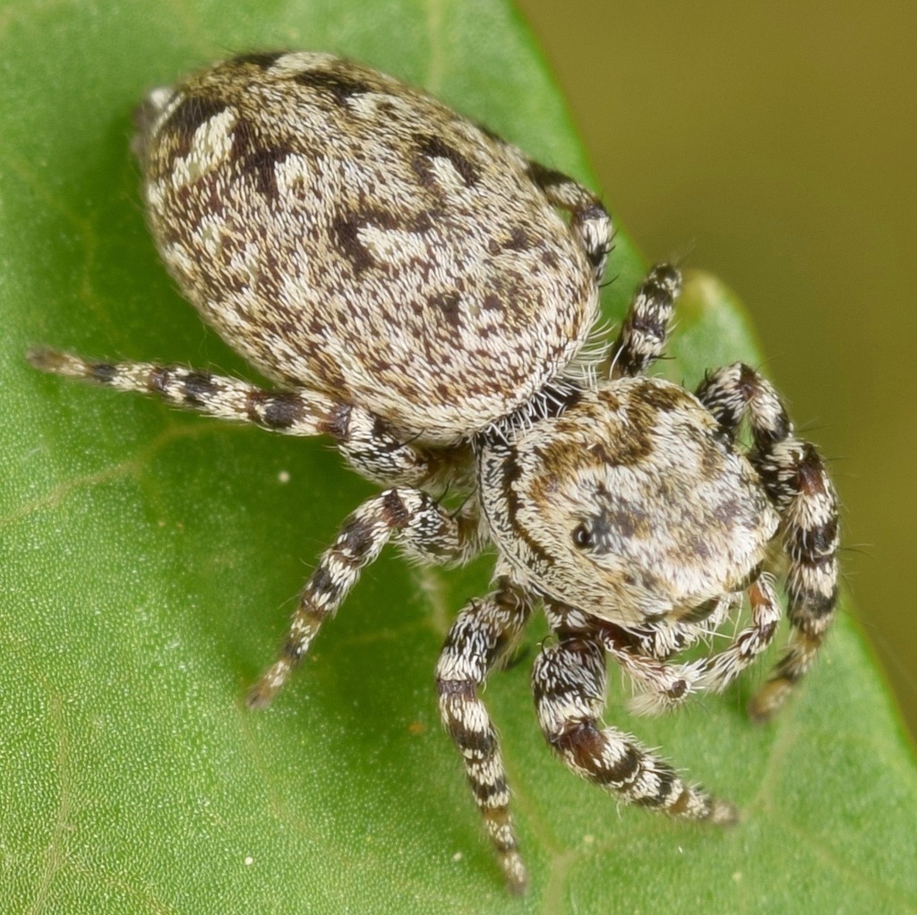 Peppered Jumping Spider (TN Jumping Spiders) · iNaturalist