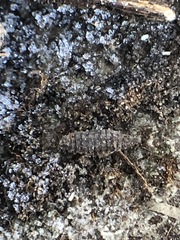 Arthropoda