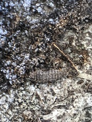 Arthropoda