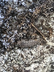 Arthropoda