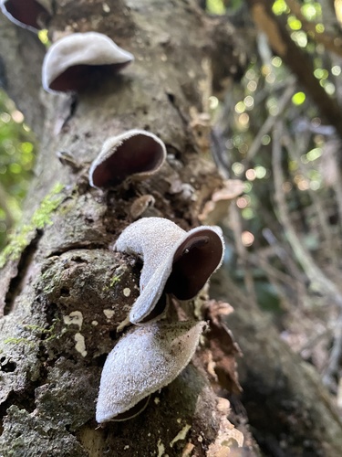 Wood Ear mushroom