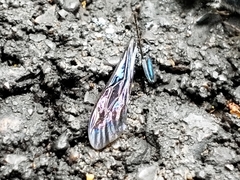 Chalybion zimmermanni