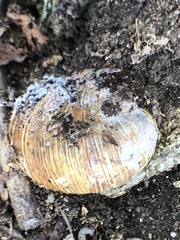 Gastropoda